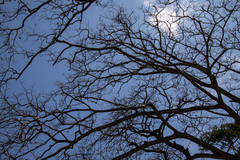 Enterolobium