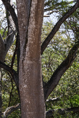 Enterolobium