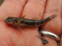 Cottus gobio