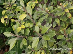 Planchonella obovata