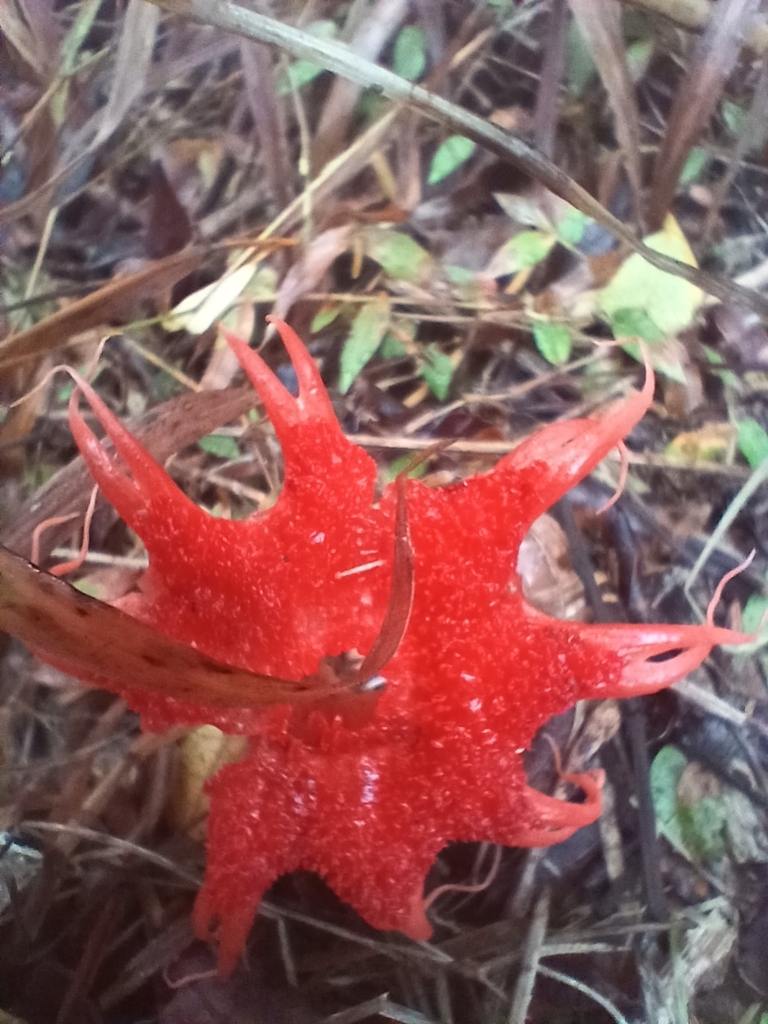 Aseroe rubra · April 2026 · photo: © mphnz (iNaturalist, cc0)