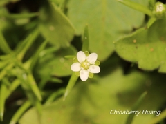 Sagina japonica