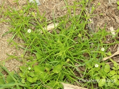 Sagina japonica
