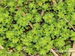 Sedum formosanum