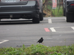 Acridotheres cristatellus formosanus