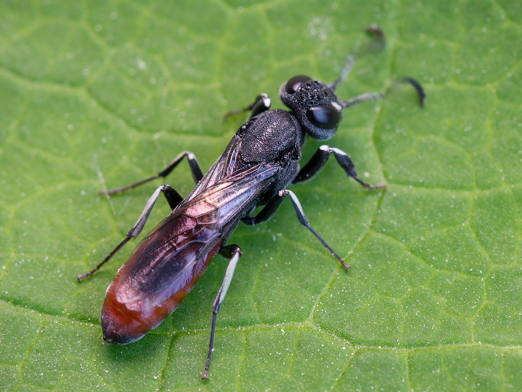 Orussus abietinus