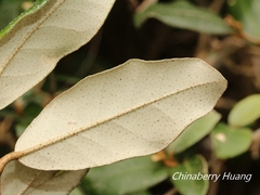 Elaeagnus formosana
