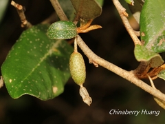 Elaeagnus formosana