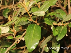 Elaeagnus formosana