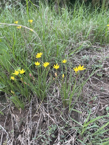 Nothoscordum montevidense, photograph 2