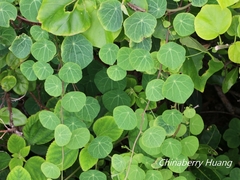 Stephania cephalantha