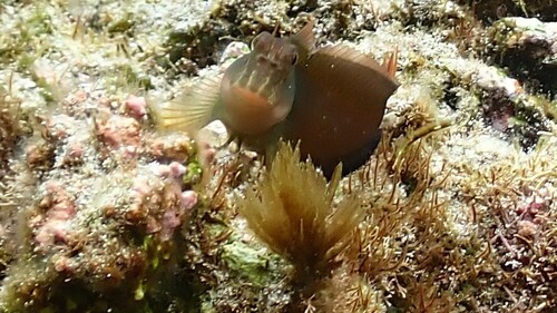Trindade redlip blenny (Ophioblennius trinitatis) — Blenniidae — 2