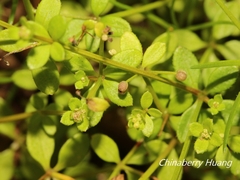 Galium bungei trachyspermum