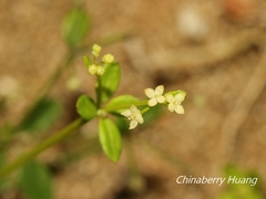 Galium bungei trachyspermum
