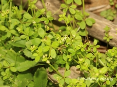 Galium bungei trachyspermum