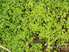 Galium bungei trachyspermum