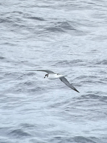Juan Fernandez Petrel (Pterodroma externa), photo 8