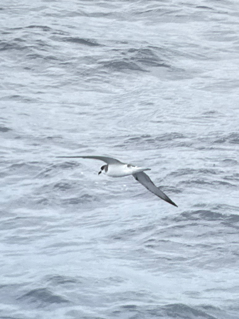 Juan Fernandez Petrel (Pterodroma externa), photo 8