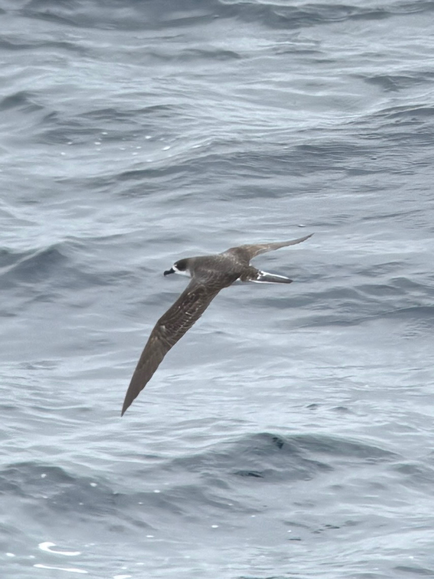 Juan Fernandez Petrel (Pterodroma externa), photo 7
