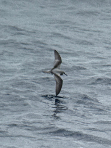 Masatierra Petrel (Pterodroma defilippiana), photo 5