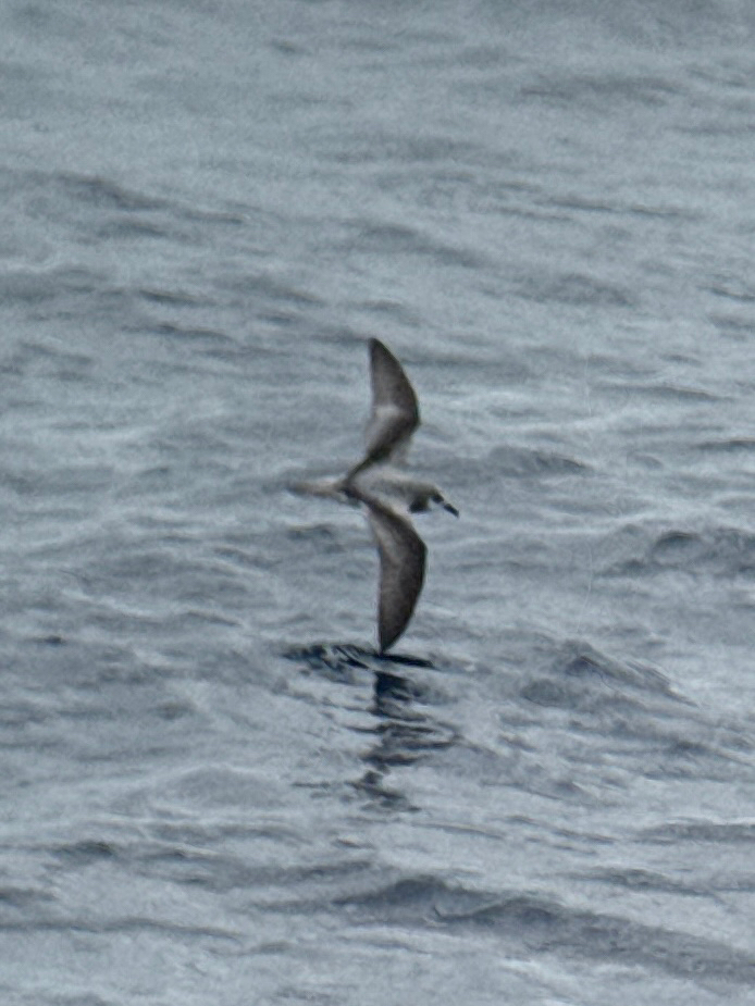 Masatierra Petrel (Pterodroma defilippiana), photo 5