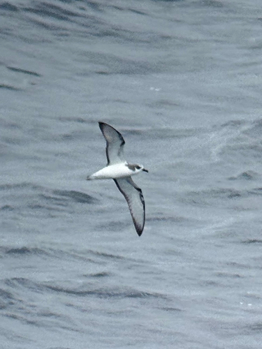 Masatierra Petrel (Pterodroma defilippiana), photo 6