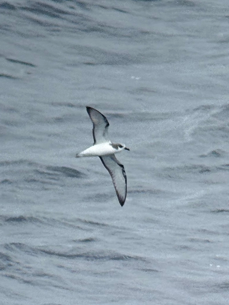 Masatierra Petrel (Pterodroma defilippiana), photo 6