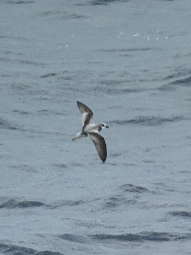Masatierra Petrel (Pterodroma defilippiana), photo 7