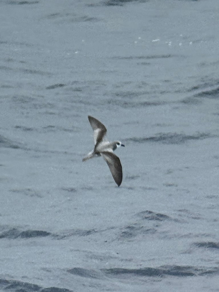 Masatierra Petrel (Pterodroma defilippiana), photo 7
