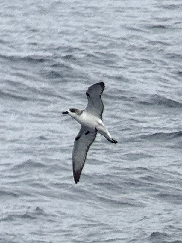 Juan Fernandez Petrel (Pterodroma externa), photo 2