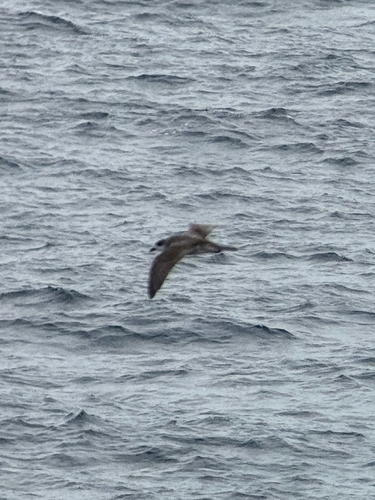 Juan Fernandez Petrel (Pterodroma externa), photo 6