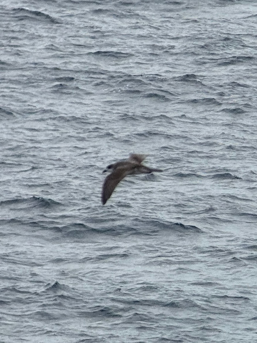 Juan Fernandez Petrel (Pterodroma externa), photo 6
