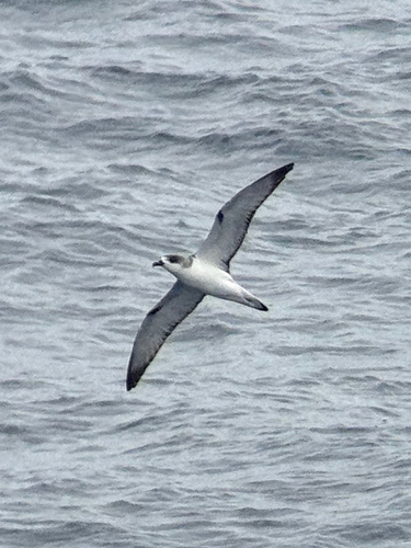Juan Fernandez Petrel (Pterodroma externa), photo 5