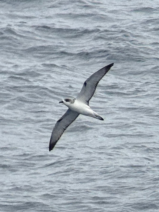Juan Fernandez Petrel (Pterodroma externa), photo 5