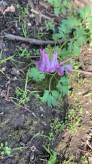 Corydalis solida
