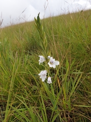 Gladiolus ferrugineus