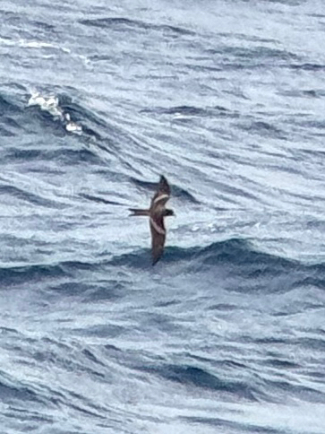 Markham's Storm Petrel (Hydrobates markhami), photo 5
