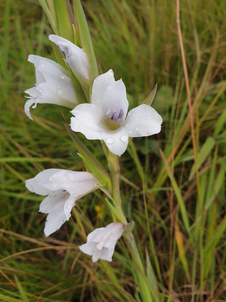 Gladiolus
