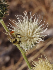Cirsium neomexicanum