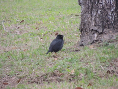 Acridotheres cristatellus formosanus