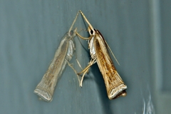 Ancylolomia chrysographellus