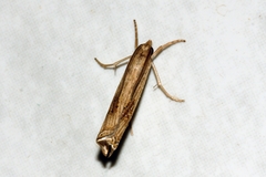 Ancylolomia chrysographellus
