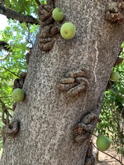 Ficus sansibarica