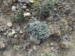 Oxytropis tragacanthoides