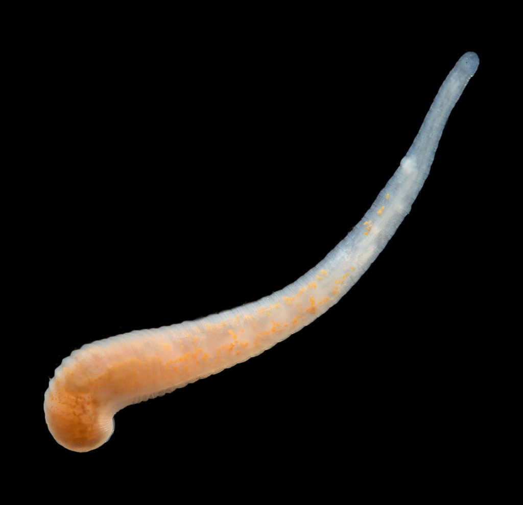 Gloiobdella elongata