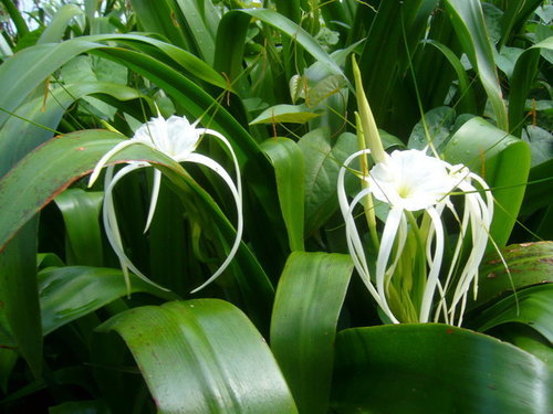 Beach Spider Lily