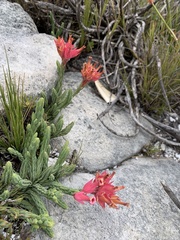 Erica alfredii