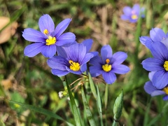 Sisyrinchium pruinosum