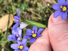 Sisyrinchium pruinosum