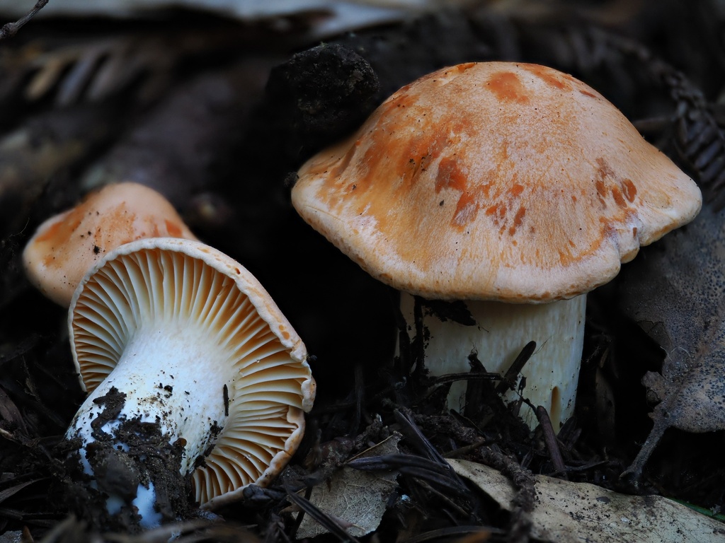 Cuphophyllus pratensis · December 2025 · photo: © alan_rockefeller (iNaturalist, cc-by-sa)